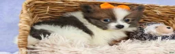 Pomeranian dogs for sale: Easton🐾 - Ad 8