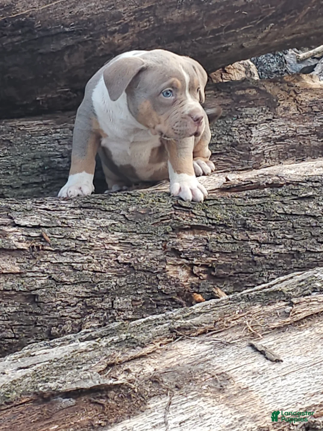American Bully dogs for sale: Female 1 - Ad 1