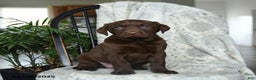 Labrador Retriever dogs for sale: Brown Sugar - Ad 2