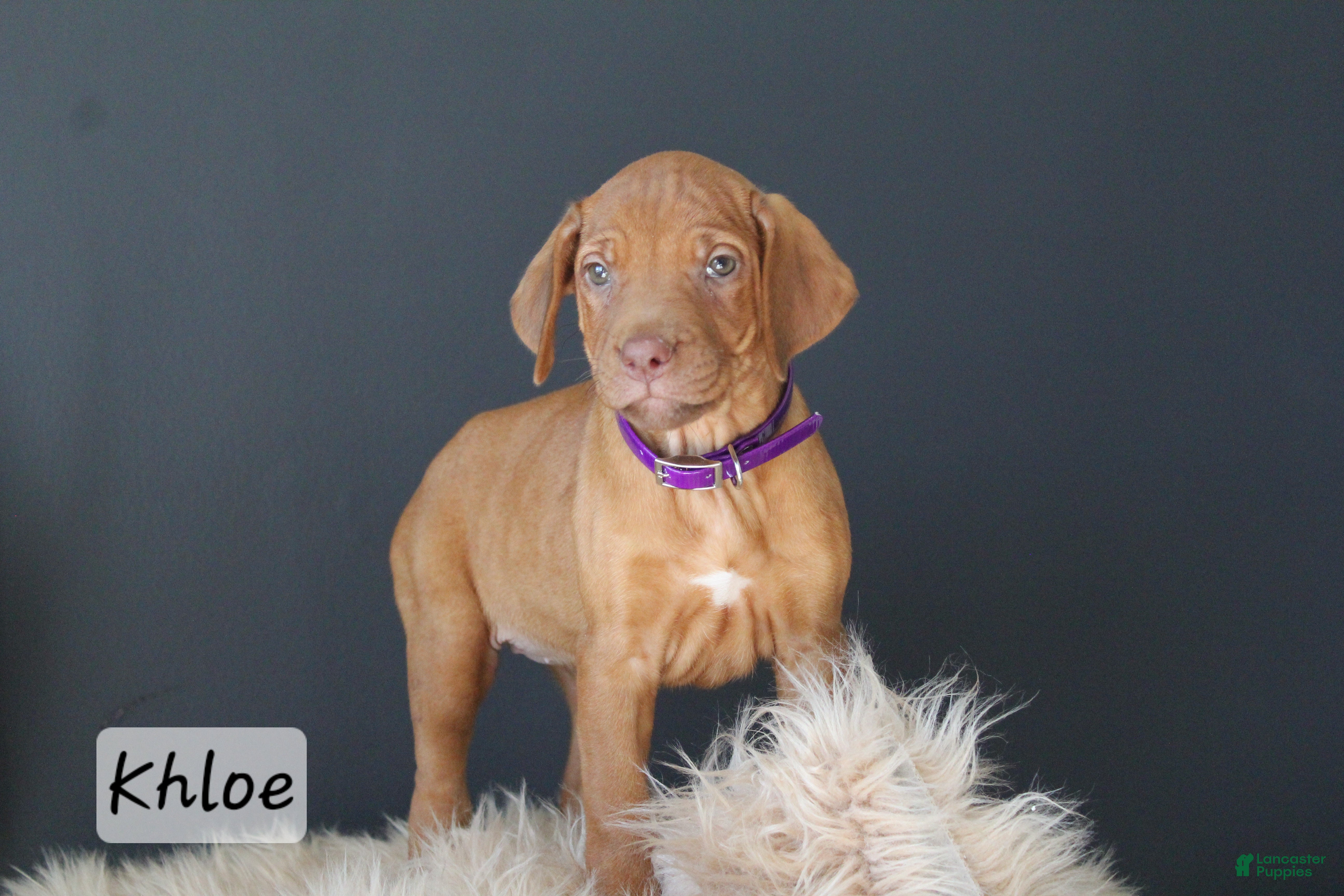 Rhodesian Ridgeback dogs Khloe - Ad 1