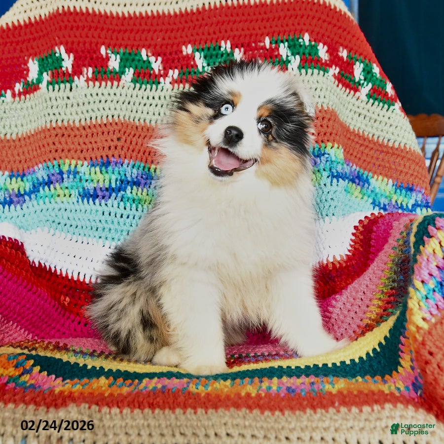 Toy Australian Shepherd dogs Cindy - Ad 1