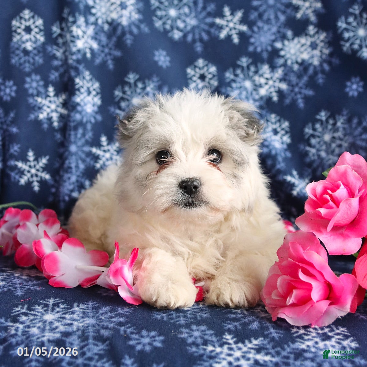 Mixed Breed dogs Faith - Ad 15