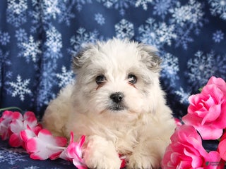 Mixed Breed dogs Faith - Ad 15