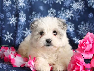 Mixed Breed dogs Faith - Ad 16