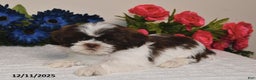 Shih Tzu dogs for sale: Rita - Ad 2