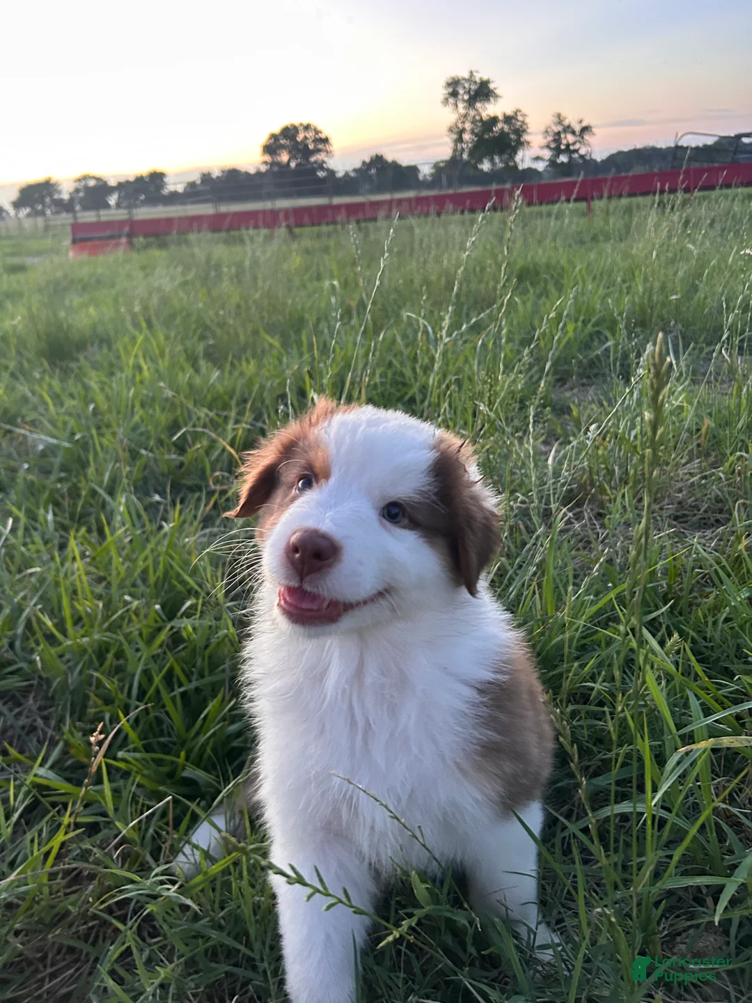 Australian Shepherd dogs for sale: “Millie” Red Tri Female  - Ad 2