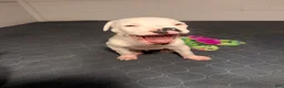 Mixed Breed dogs for sale: Neo - Ad 4