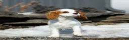 Cavalier King Charles Spaniel dogs for sale: Beverly - Ad 3