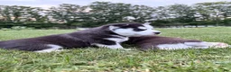 Siberian Husky dogs for sale: Billy - Ad 13