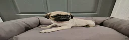 Puggle dogs for sale: Puggle Puppy 3 - Ad 1