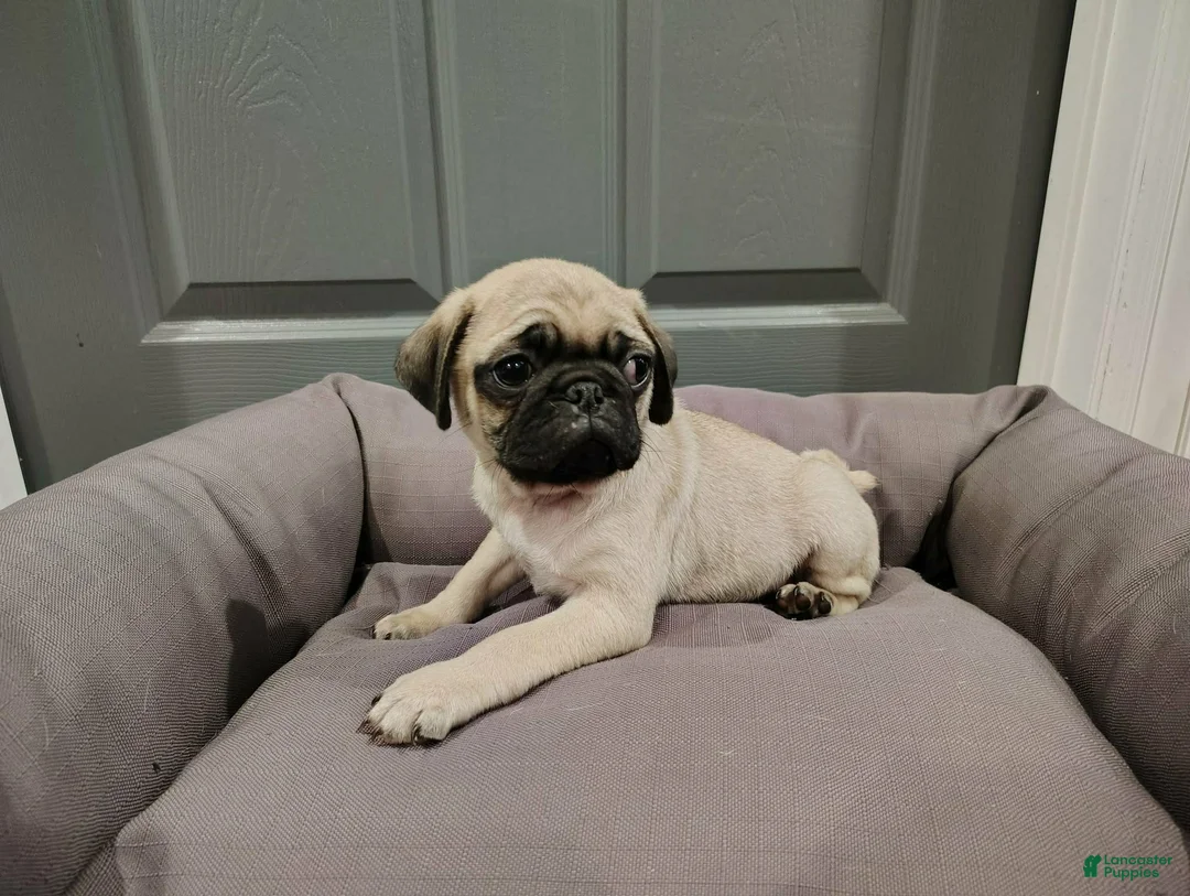 Puggle dogs for sale: Puggle Puppy 3 - Ad 1