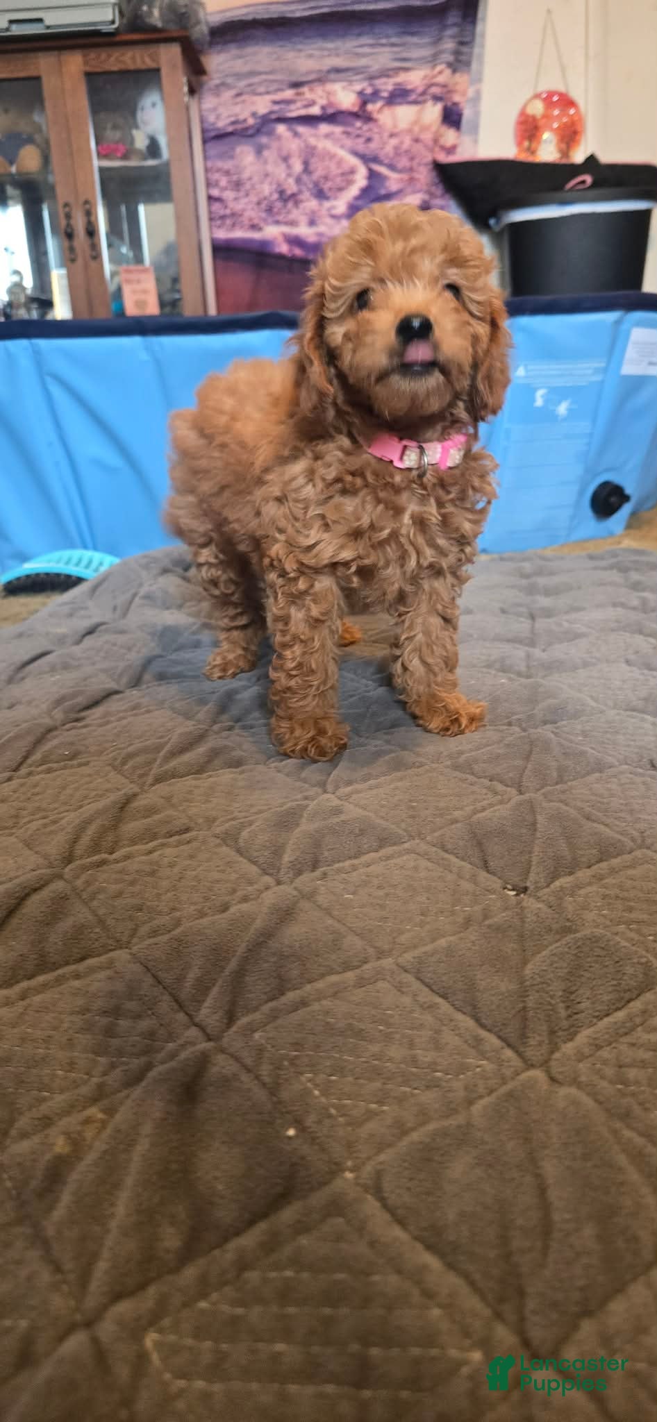 Mini Goldendoodle dogs lucy - Ad 1