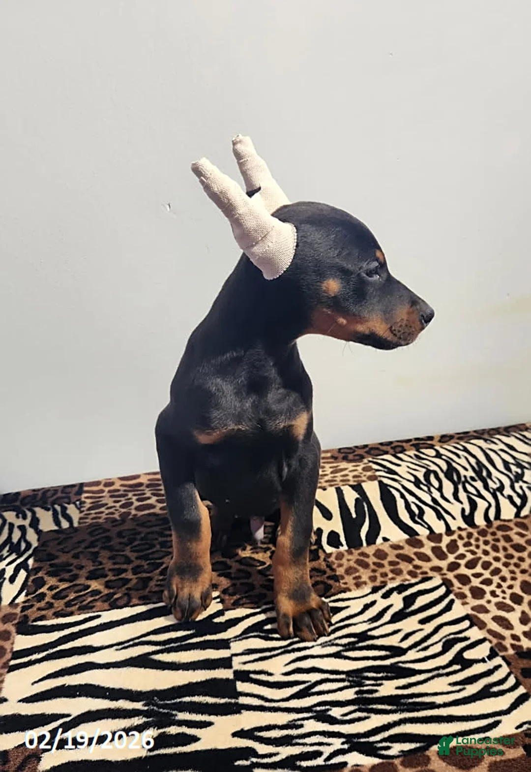 Doberman Pinscher dogs for sale: Robbie - Ad 6