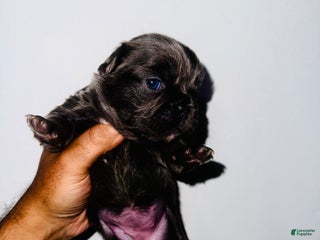 French Bulldog dogs - Ad 26