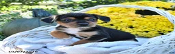Mixed Breed dogs for sale: Cocoa - Ad 2
