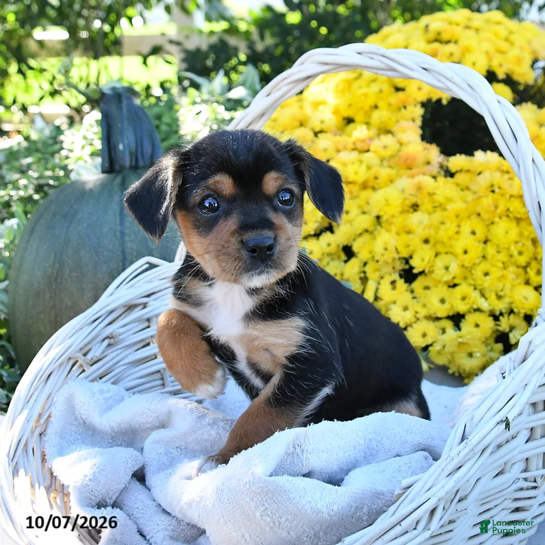 Mixed Breed dogs for sale: Cocoa - Ad 2
