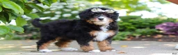 Mini Bernedoodle dogs for sale: Ellie - Ad 10