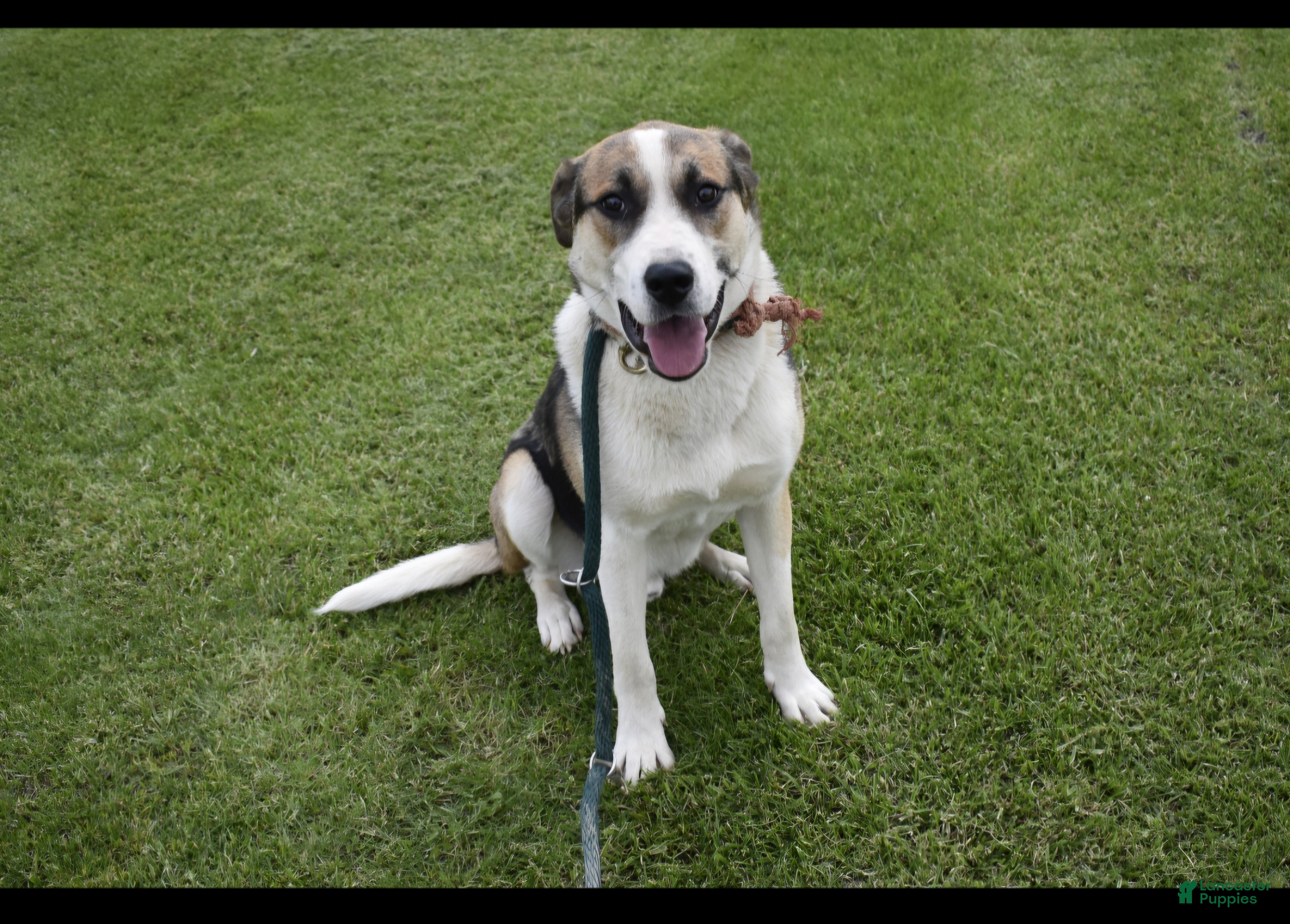 Mixed Breed dogs for sale: Mixed Breed Puppy 1 - Ad 4