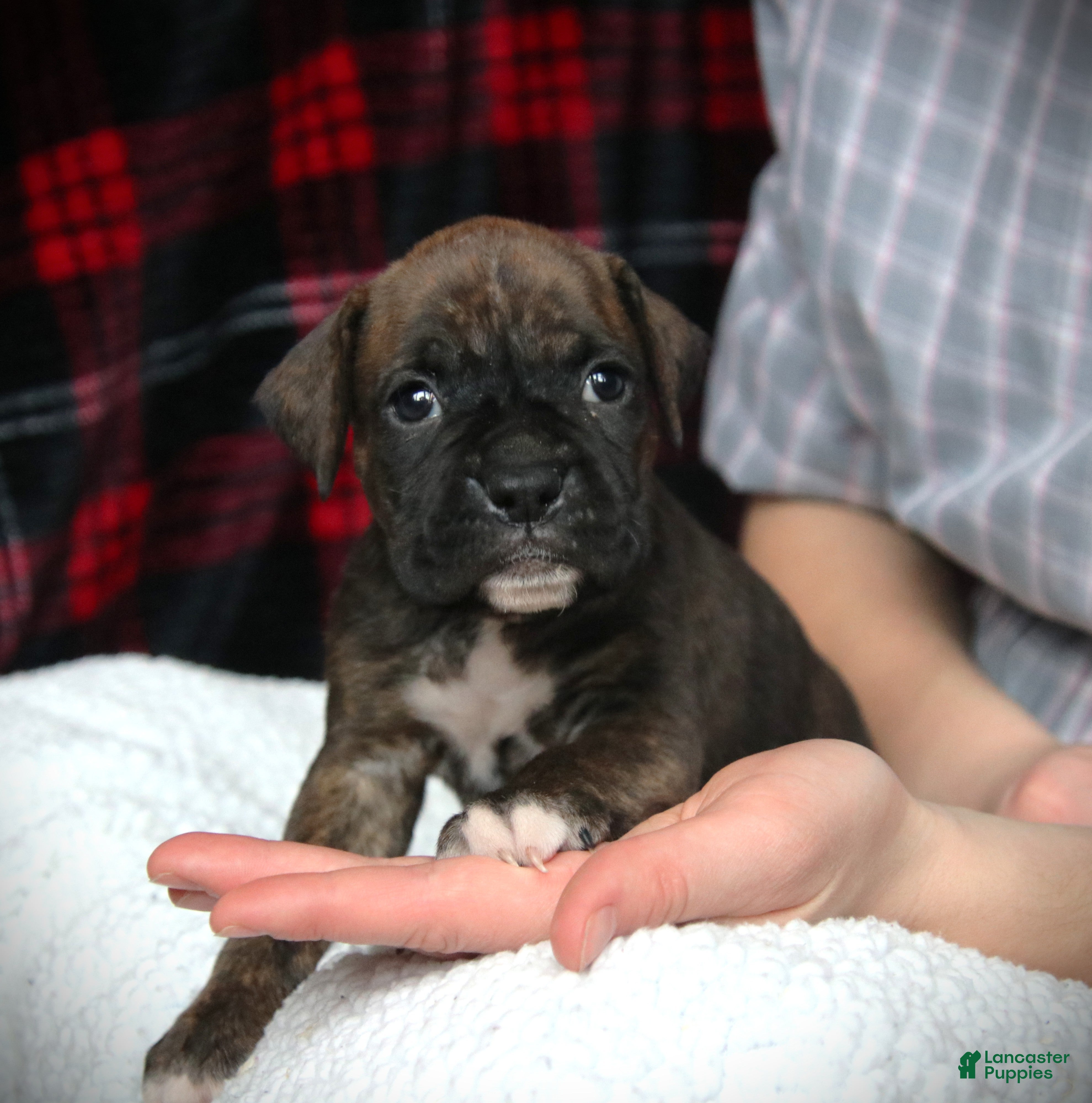 Boxer dogs Monty - Ad 15