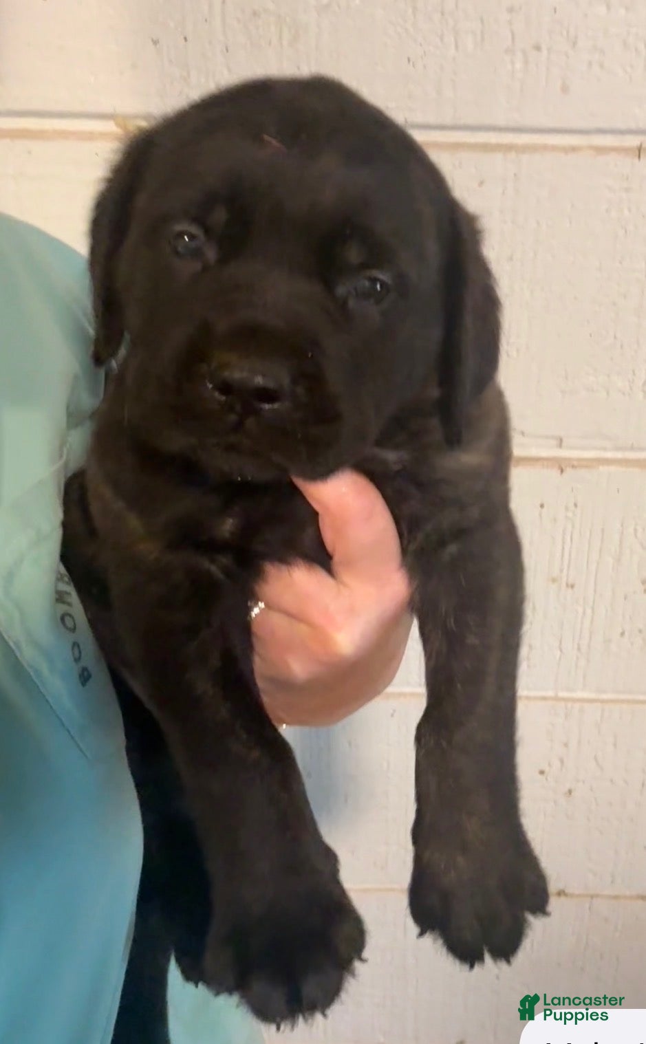 English Mastiff dogs English Mastiff Puppy 2 - Ad 2