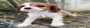 Cockalier 4