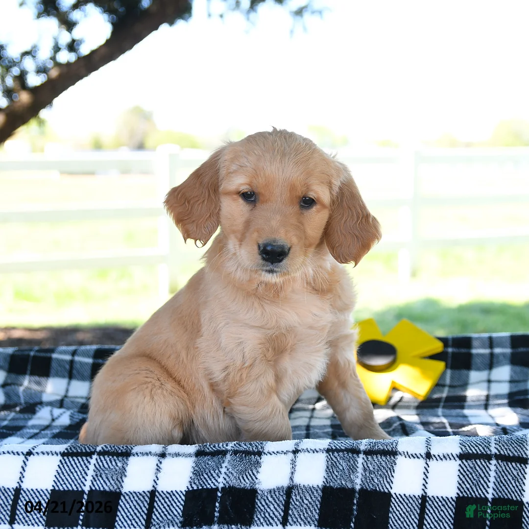 Golden Retriever dogs for sale: Amber - Ad 1