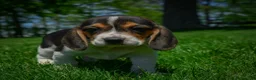 Beagle dogs for sale: Nova - Ad 7