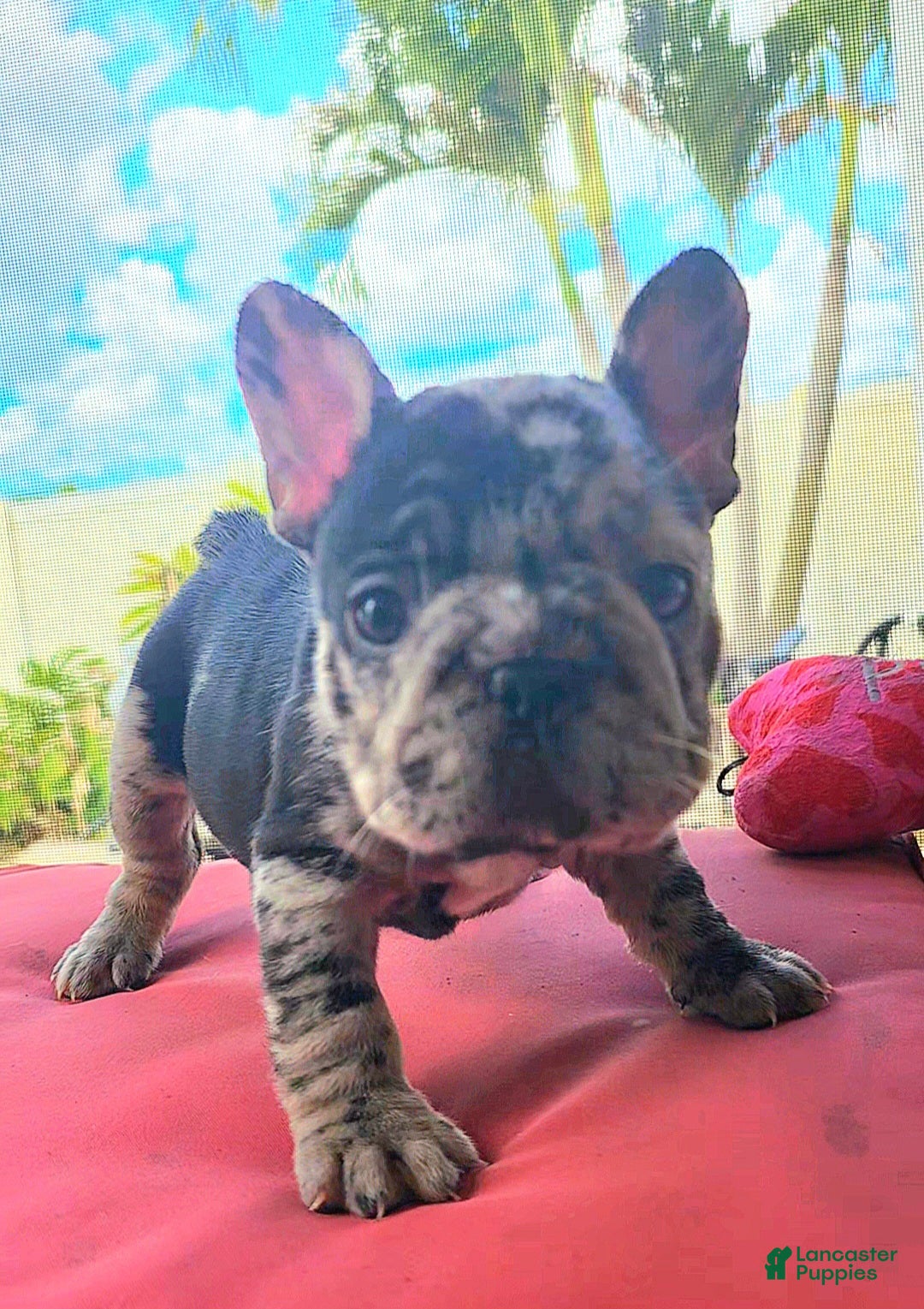 French Bulldog dogs for sale: French Bulldog Puppy 1 - Ad 1