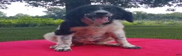 Standard Poodle dogs for sale: Ofella- offering as PET  - Ad 2