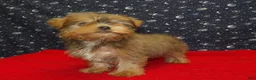 Yorkshire Terrier dogs for sale: Aidan - Ad 3
