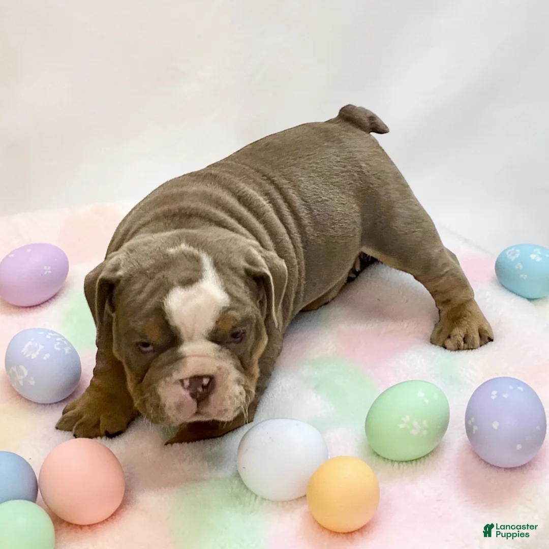 English Bulldog dogs for sale: Bubby - Ad 2