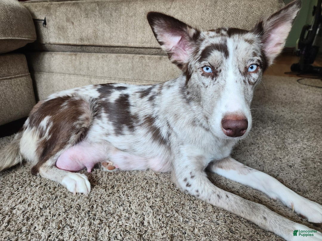 Mixed Breed dogs for sale: Milo - Ad 3