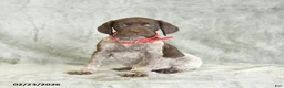 German Shorthaired Pointer dogs for sale: Butterfly - Ad 4