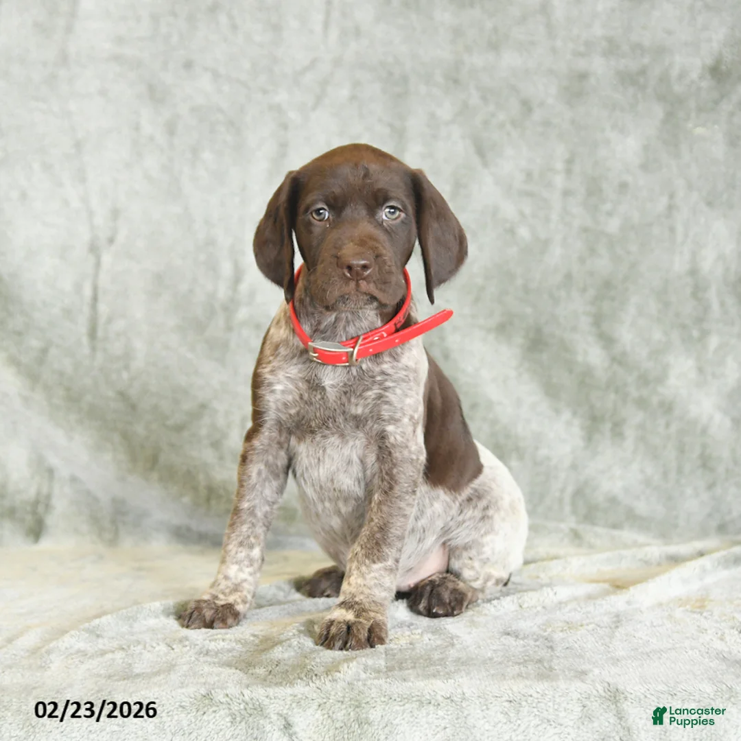 German Shorthaired Pointer dogs for sale: Butterfly - Ad 4