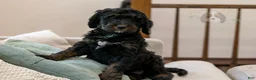 Bernedoodle dogs for sale: Denali - Ready Now! - Ad 20