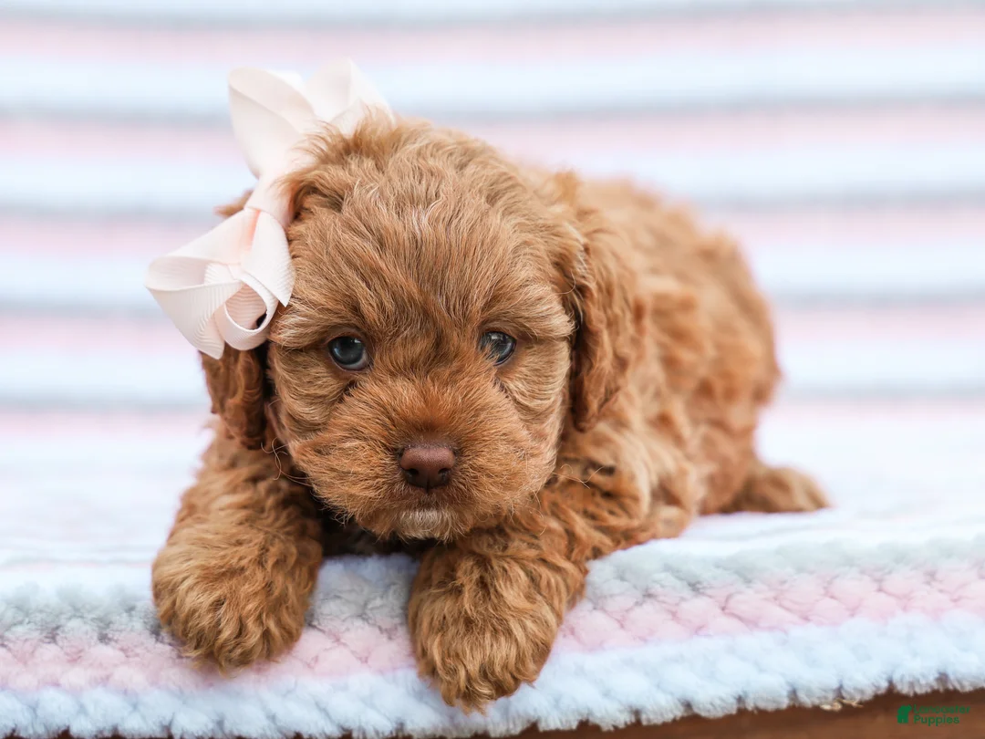 Cavapoo dogs for sale: Betty - Ad 3