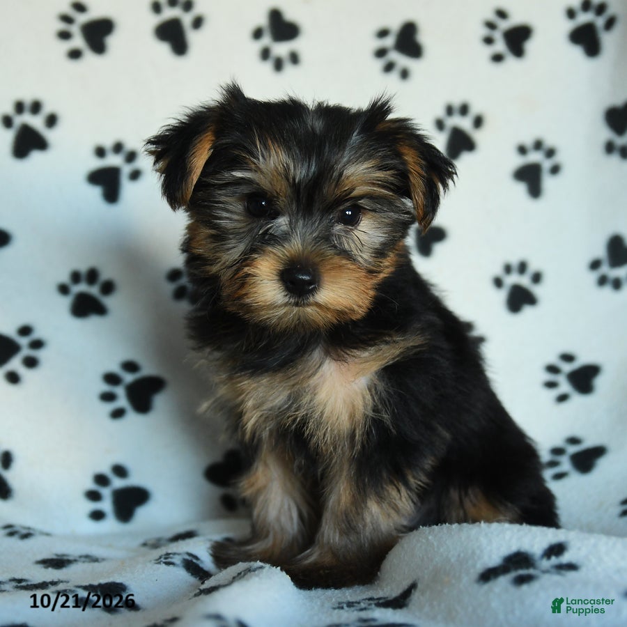 Yorkshire Terrier dogs Griffin - Ad 1
