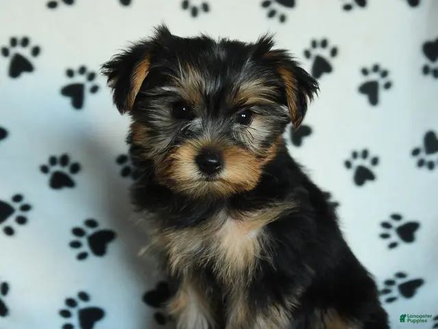 Yorkshire Terrier dogs Griffin - Ad 1