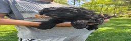 Mini Goldendoodle dogs for sale: Cooper - Ad 4