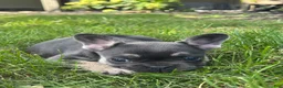 French Bulldog dogs for sale: Khloe - Ad 2