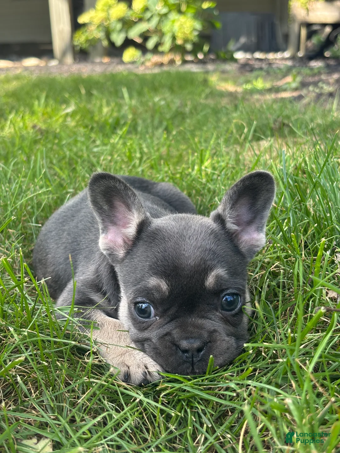 French Bulldog dogs for sale: Khloe - Ad 2
