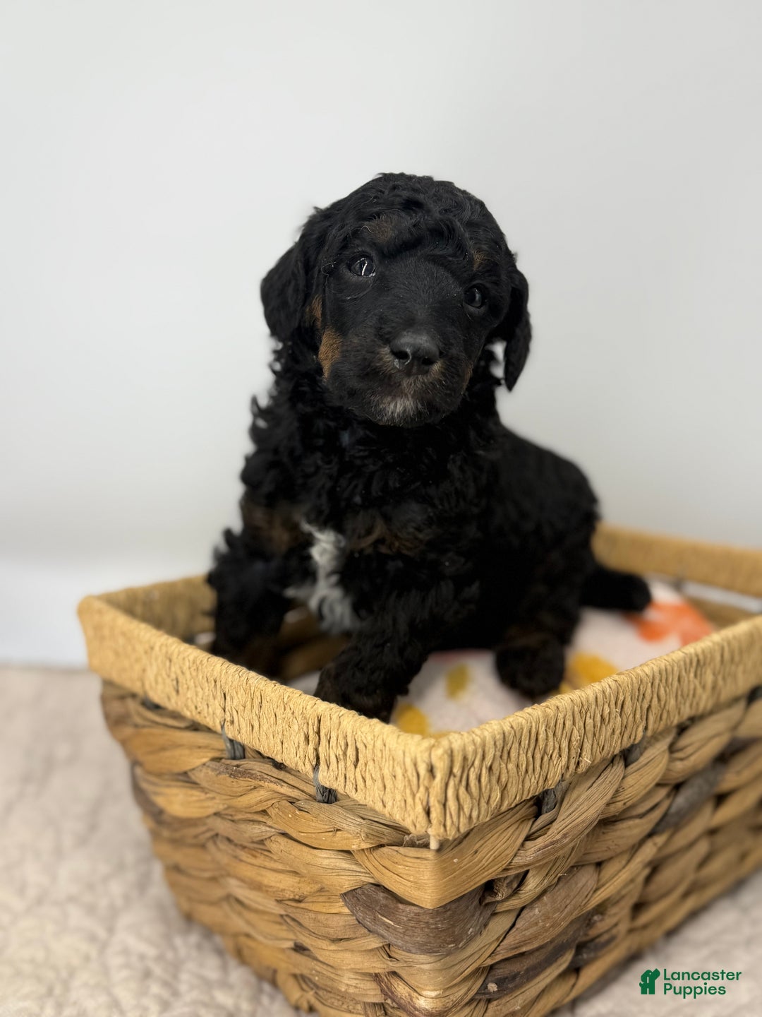 Standard Poodle dogs for sale: Elm - Ad 2