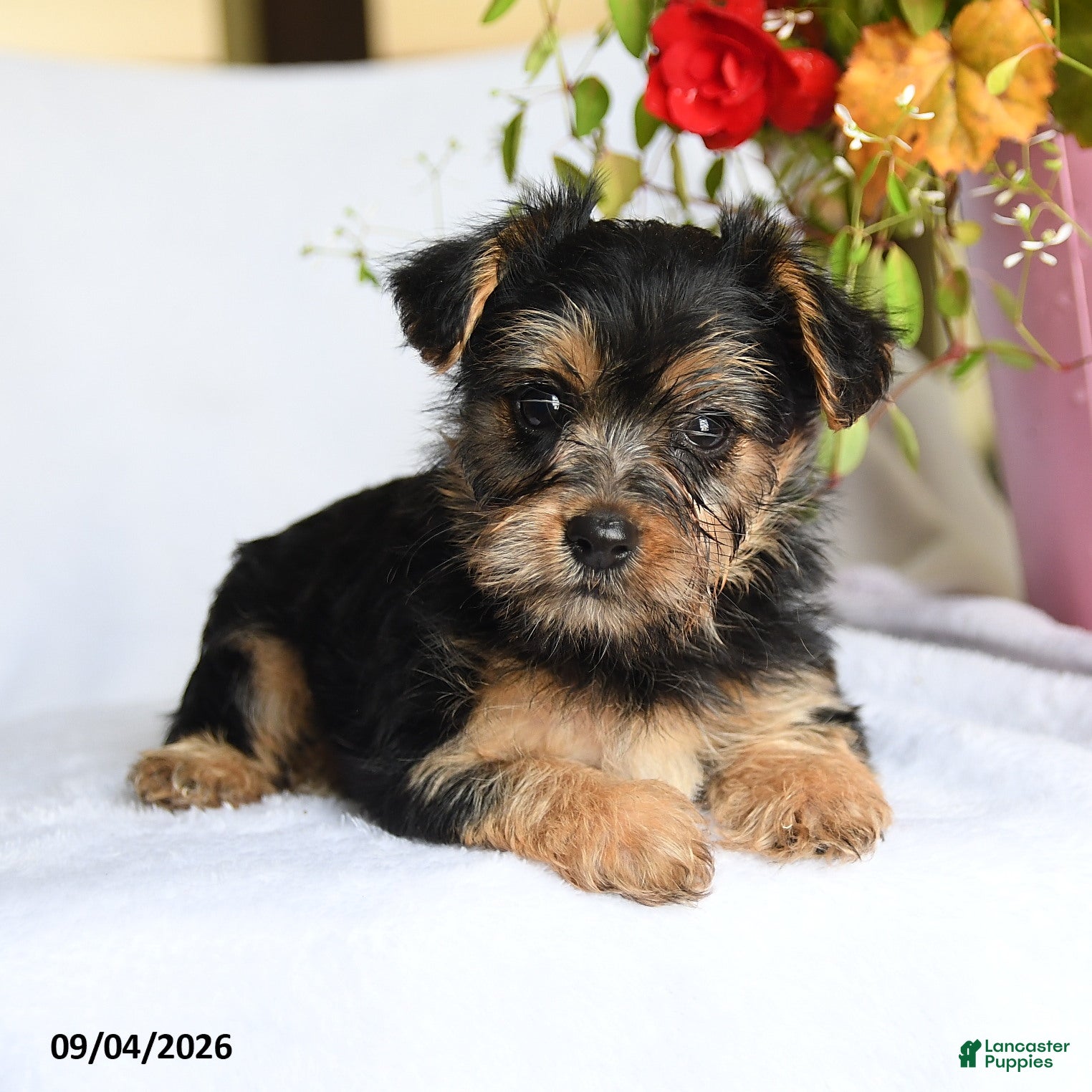 Morkie dogs Margo - Ad 2