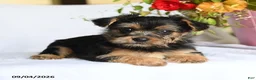 Morkie dogs for sale: Margo - Ad 2