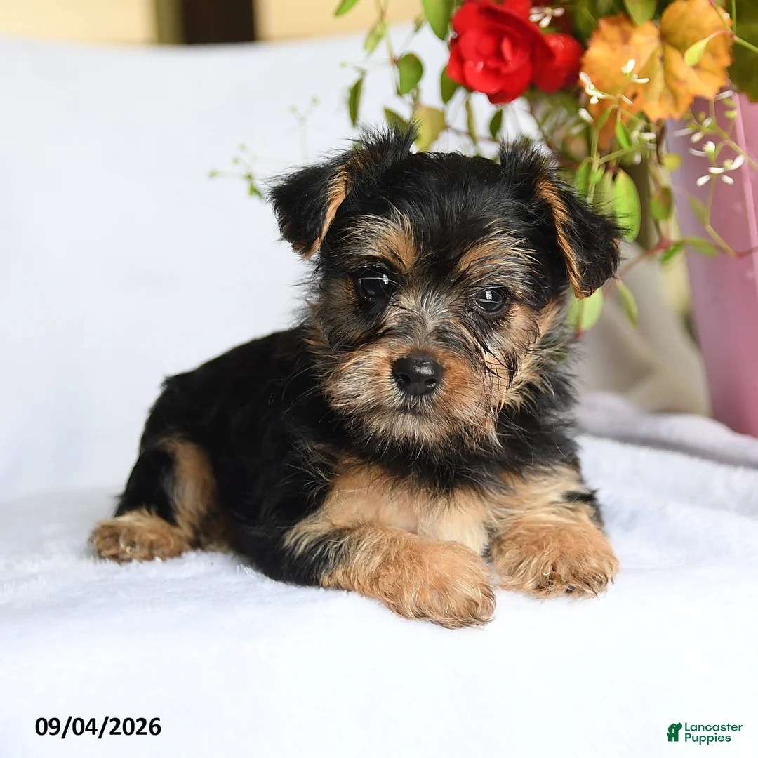 Morkie dogs for sale: Margo - Ad 2