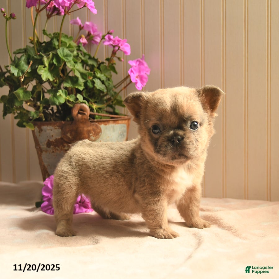 French Bulldog dogs Asher  - Ad 7