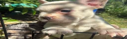 French Bulldog dogs for sale: French Bulldog Puppy 7 (standard fur) - Ad 8