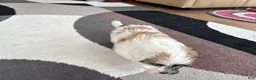 Mixed Breed dogs for sale: Lhasa/Coton male 1 - Ad 4