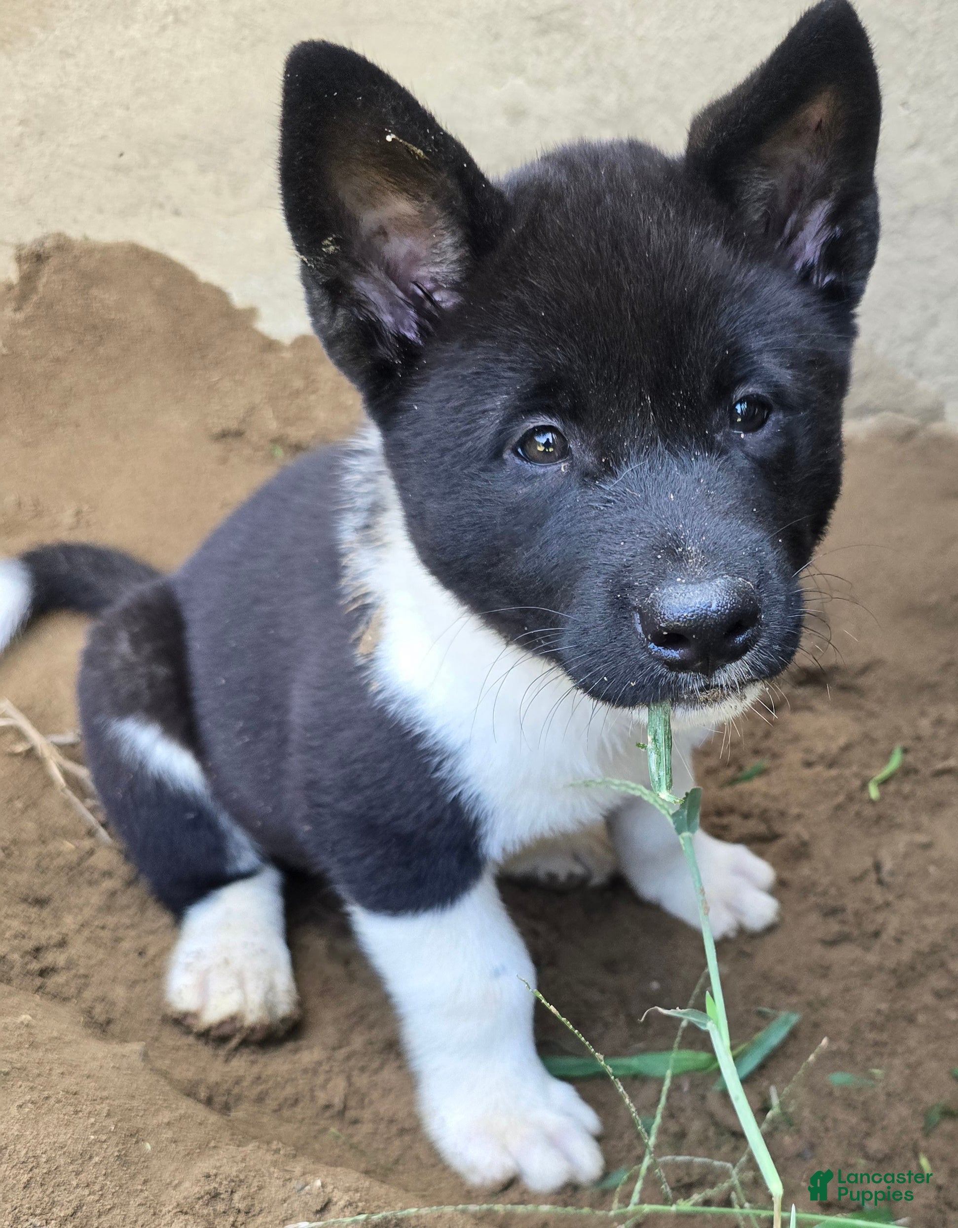 Akita dogs Bella  - Ad 1