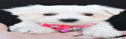 Maltese dogs for sale: Beauty - Ad 7